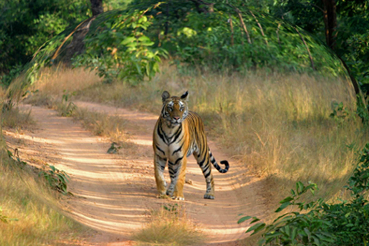 arts-travels-ranthambore-national-park-arts-travels